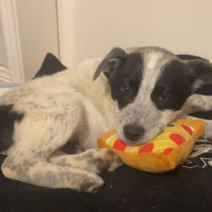 Meet your Posher, Jess